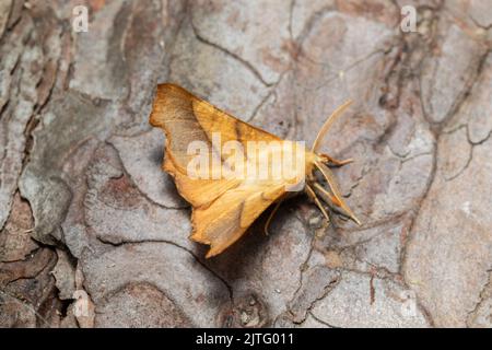 Eine Dusky Thorn Motte, Ennomos fuscantaria, die auf der Rinde eines Baumes ruht. Stockfoto