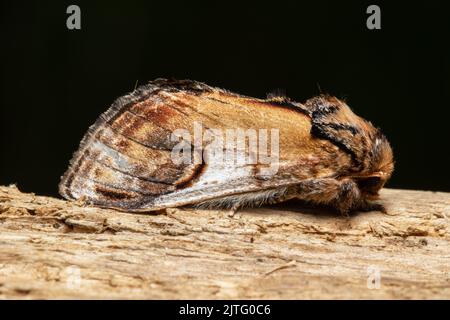 Eine prominente Pebble-Motte, Notodonta ziczac, die auf einem faulen Baumstamm ruht. Stockfoto