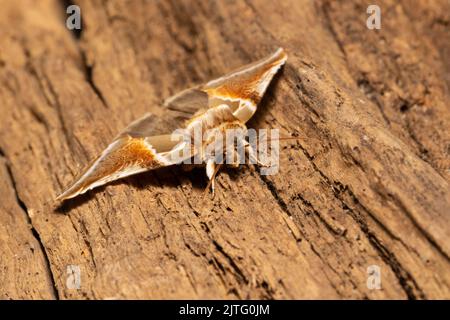 Ein Buff Arches Motte, Habrosyne pyritoides, ruht auf einem faulen Baumstamm. Stockfoto