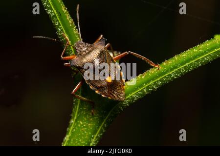 Ein Waldkäfer, auch bekannt als rotbeiniger Schildkäfer, Pentatoma rufipes, thront auf einem Pflanzenstamm. Stockfoto