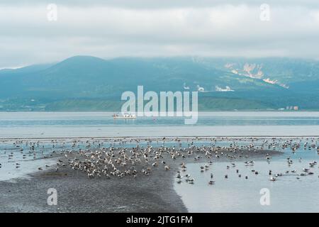 Möwen auf den Untiefen bei Ebbe vor dem Hintergrund einer Meeresbucht mit einem nebligen Vulkan in der Ferne, einer Landschaft in der Nähe der Stadt Yuzhno-Kuril Stockfoto