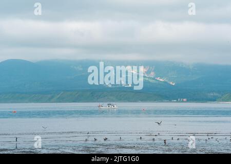 Möwen auf den Untiefen bei Ebbe vor dem Hintergrund einer Meeresbucht mit einem nebligen Vulkan in der Ferne, einer Landschaft in der Nähe der Stadt Yuzhno-Kuril Stockfoto