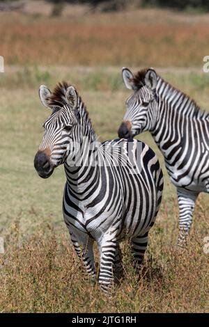 Sambia, South Luangwa National Park. Crawshays Zebras (WILD: Equus quagga crawshayi) Stockfoto