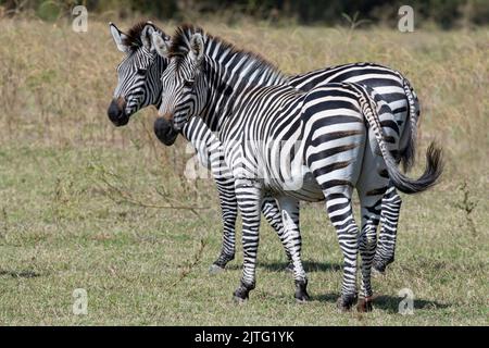 Sambia, South Luangwa National Park. Zebras der Herde Crawshays (WILD: Equus quagga crawshayi) Stockfoto