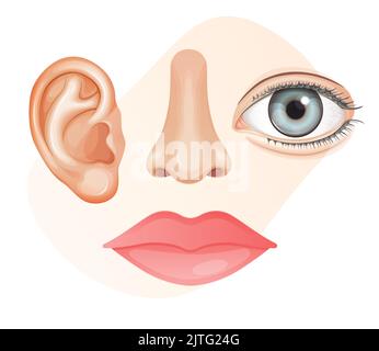 Menschliche Gesichtsteile - Lippen, Ohren, Nase, Augen - Stockillustration als EPS 10 Datei Stock Vektor