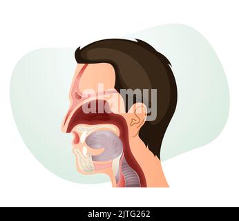 Nasenhöhle und Anatomie des menschlichen Gesichts - Stockillustration als EPS 10 Datei Stock Vektor