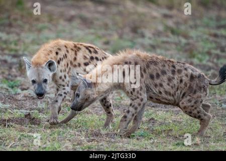 Sambia, South Luangwa National Park. Zwei junge Fleckhyänen (WILD: Crocuta crocuta) Stockfoto