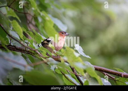 Buchfink Vogel auf einem Baum Zweig im Freien im Sommer Stockfoto