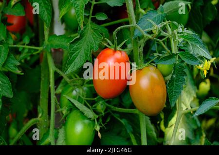 Leuchtend rote reife Tomaten im Garten auf Busch Stockfoto