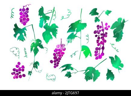 Set aus violetten Trauben mit Aquarellblättern. Gemischte Medien. Vektorgrafik Stock Vektor