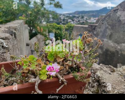 Der herrliche Panoramablick auf die Stadt Ischia Ponte (Insel Ischia, Neapel, Italien) von der Spitze des berühmten aragonesischen Schlosses (18) Stockfoto
