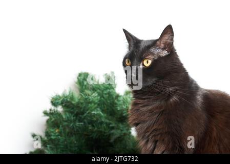 PET Portrait: Schwarze Katze bereit, mit Weihnachtsdekoration zu helfen. Bild mit weißem Hintergrund und Kopierbereich. Stockfoto