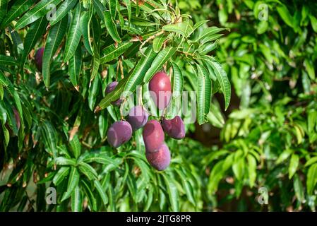 Eine Nahaufnahme von einigen wachsenden Mangos, umgeben von grünen Blättern auf einem Baum Stockfoto