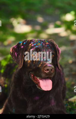 Happy Labrador Retriever in Holi-Farben bedeckt. Hochwertige Fotos Stockfoto