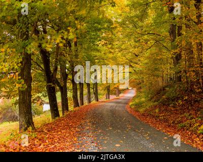 Wald in der Nähe von Woodstock, Vermont, Neuengland, USA Stockfoto