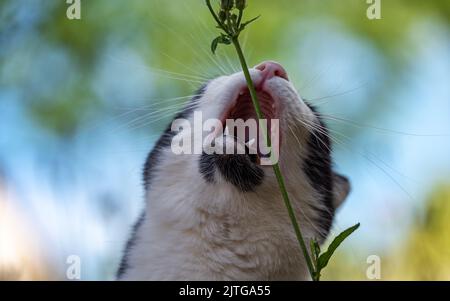 Kopf einer Katze mit weit geöffnetem Mund am Rande des Verzehrs eines Blütenstiels, isoliert auf einem verschwommenen Hintergrund. Stockfoto