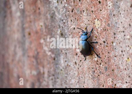 Nahaufnahme eines blutnasigen Käfers (Timarcha tenebricosa), der eine Wand klettert. Stockfoto