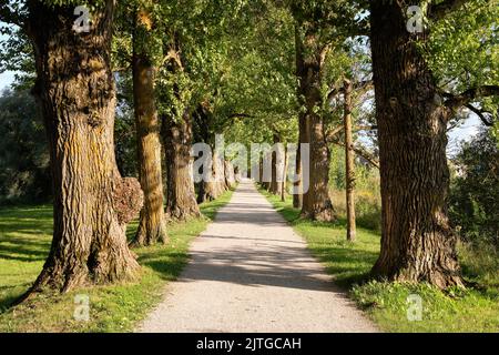 Alte Bäume, Gasse mit Fußweg in Tartu, Estland. Heller sonniger Sommertag. Stockfoto