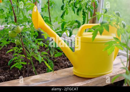 Eine gelbe Kunststoff-Gießkanne steht neben jungen Sträuchern aus grünen Tomaten, an einem sonnigen Tag in einem Gewächshaus. Stockfoto