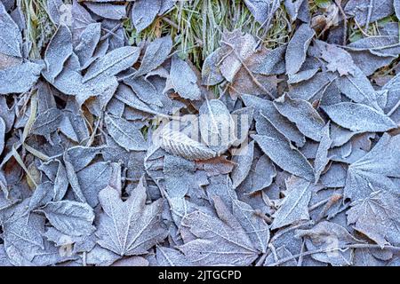 Herbst fallen Blätter auf dem grünen Gras sind mit Reif bedeckt. Herbst Winter Hintergrund Stockfoto
