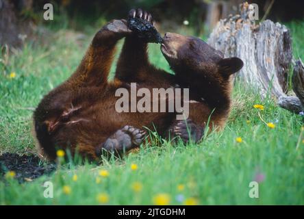 Schwarzbär (Ursus americanus), der im Sommer auf einer Wiese mit seinen Füßen spielt. Montana, Gefangener Tier Stockfoto