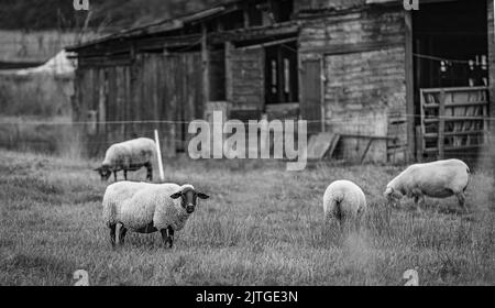 Schafe auf dem lokalen Bauernhof. Eine Gruppe Schafe auf einer Weide steht nebeneinander. Eine kleine Herde von Suffolk Schafen mit schwarzem Gesicht und Beinen in einem Sommer mich Stockfoto