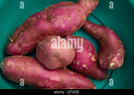 Goiânia, Goias, Brasilien – 30. August 2022: Einige Süßkartoffeln in einer grünen Schüssel. Stockfoto