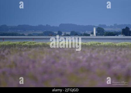 les Molières de la baie de Somme, lilas de Mer, Mooutons Stockfoto