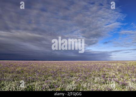 les Molières de la baie de Somme, lilas de Mer, Mooutons Stockfoto