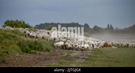 les Molières de la baie de Somme, lilas de Mer, Mooutons Stockfoto