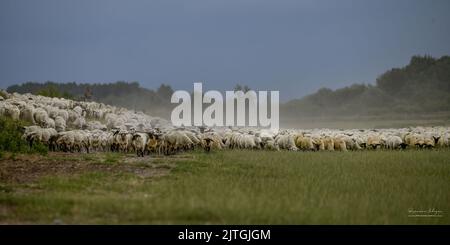 les Molières de la baie de Somme, lilas de Mer, Mooutons Stockfoto