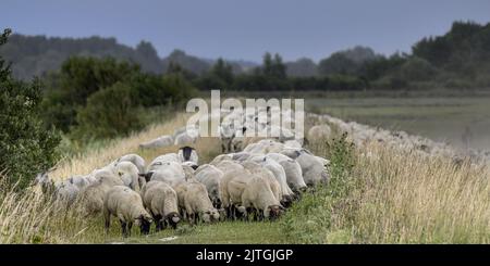 les Molières de la baie de Somme, lilas de Mer, Mooutons Stockfoto