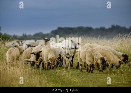 les Molières de la baie de Somme, lilas de Mer, Mooutons Stockfoto