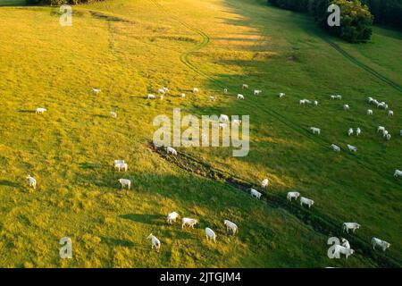 Die Herde hungriger Kühe grast auf der Weide in der Nähe üppiger Bäume, die im Hochland wachsen. Haustiere fressen vergilbtes Gras auf der Bergwiese-Luftaufnahme Stockfoto