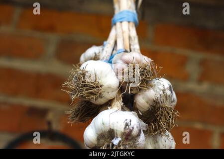 Unschärfe-Büschel Knoblauch. Knoblauchzehen und Glühbirnen hängen draußen. Knoblauchernte im Garten. Frisch geerntetes Gemüse, Bio-Anbau concep Stockfoto