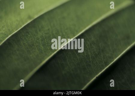 Defokussieren Sie den dunkelgrünen Hintergrund mit tiefgrünem blauem Farbverlauf. Tapetendesign für Präsentation, Poster, Website, Broschüre. Nicht fokussiert. Stockfoto