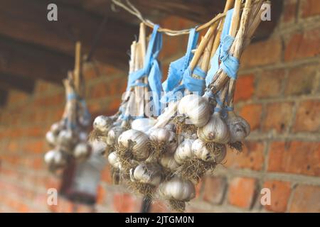 Unschärfe-Bund für Knoblauch. Knoblauchzehen und Glühbirnen hängen draußen. Knoblauchernte im Garten. Frisch geerntetes Gemüse, Bio-Anbau concep Stockfoto