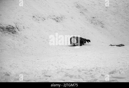 Kleiner Junge Rodeln im Winter bergab. Der Junge fällt in den Schnee. Spiele im Freien für Kinder. Kinderschlitten in einem verschneiten Park. Kindheit, Stockfoto