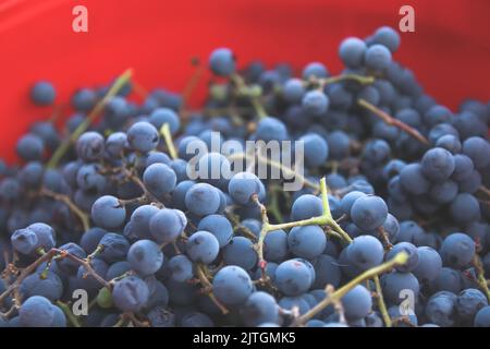 Unschärfe-Effekte für blaue Trauben auf rotem Hintergrund. Rotwein Trauben Hintergrund retro. Weinberg. Nahaufnahme. Speicherplatz kopieren. Nicht fokussiert. Stockfoto