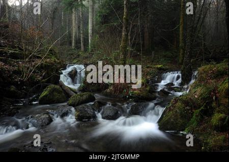 Afon Rhwiddolion (Mitte) und ein Nebenfluss. Stockfoto