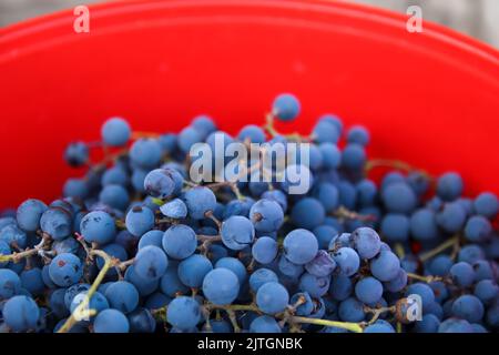 Unschärfe-Effekte für blaue Trauben auf rotem Hintergrund. Rotwein Trauben Hintergrund. Weinberg. Nicht fokussiert. Stockfoto