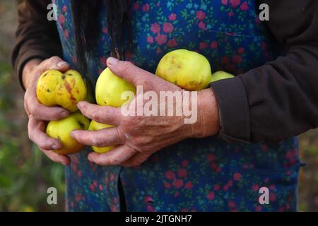 Defokussieren Sie die alte Frau mit gelben Äpfeln. Hände einer alten Frau mit grünen Äpfeln. Das Konzept der Landwirtschaft. Seniorentag. Unvollkommene Früchte. Apple Farm Stockfoto