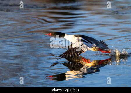 Ein gewöhnlicher Merganser, der vor dem Start schnell an das Wasser fliegt. Nahaufnahme. Stockfoto