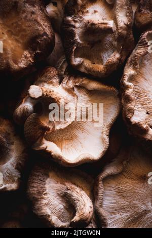Details von frisch gepflückten Pilzen Stockfoto