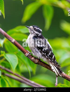 Ein weiblicher Specht (Dryobates pubescens), der auf einem Baumzweig thront Stockfoto