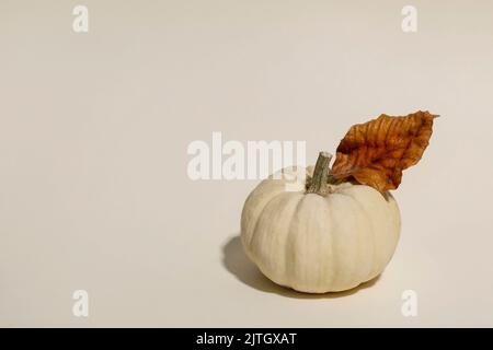 Weißer ganzer, ungekoter dekorativer Kürbis mit herbstlich trockenen Blättern auf beigem Hintergrund. Minimalistische Herbstkomposition. Speicherplatz kopieren Stockfoto
