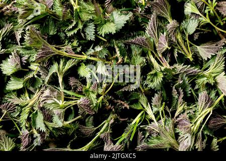 Haufen von frischen jungen Bio-Brennnesselblättern. Wildpflanzen für den Frühling gesunde vegane Ernährung. Hintergrund der Speisen Stockfoto
