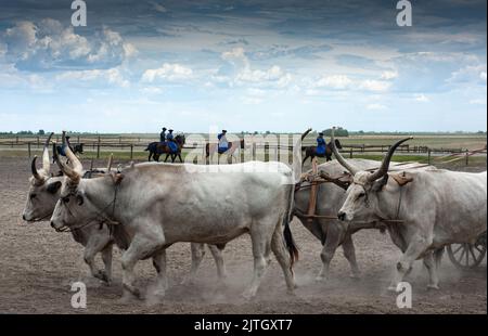 Magyar Cowboy-Auftritt auf einer Ranch in Ungarn zeigt Ochsen und Pferde gut ausgebildet, gehorsam, bis zum Peitschenhieb diszipliniert.Siehe Langhorn-Ochsen. Stockfoto