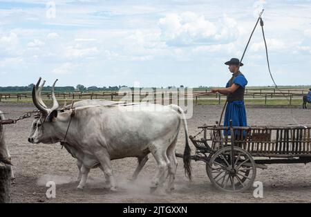 Die Magyar Cowboy-Performance auf einer Ranch in Ungarn zeigt Ochsen, die gut ausgebildet, gehorsam und bis zum Peitschenhieb diszipliniert sind.Alte Karren und Bräuche hier. Stockfoto