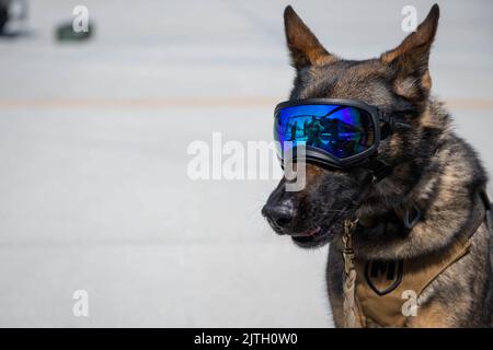 Patrick Space Force Base, Florida, USA. 23. August 2022. Debra, 45. Security Forces Squadron militärischer Arbeitshund, trägt am August einen speziellen Augenschutz. 23, 2022 auf der Patrick Space Force Base sorgen Fla. MWDs für die Sicherheit des Patrick SFB und der Cape Canaveral Space Force Station und werden geschult, um die Einsatzbereitschaft zu gewährleisten. Quelle: U.S. Space Force/ZUMA Press Wire Service/ZUMAPRESS.com/Alamy Live News Stockfoto